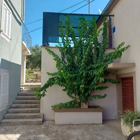 Bugenvilija * Brbinj