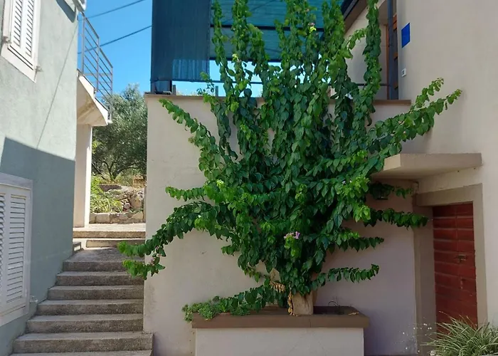 Bugenvilija * Brbinj